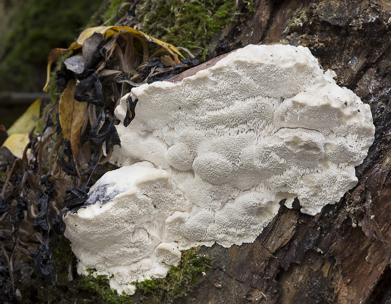 Trametes suaveolens